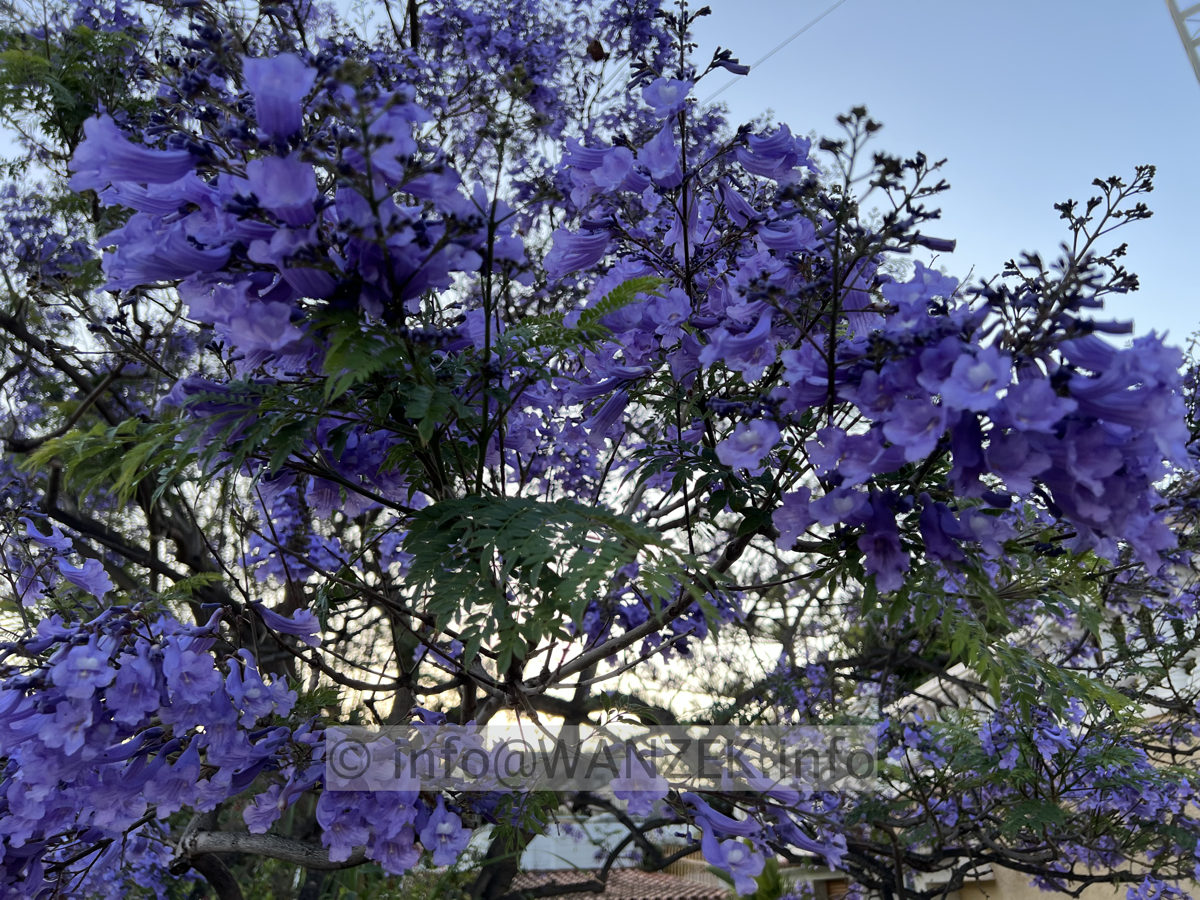 Jacaranda mimosifolia 01.jpg